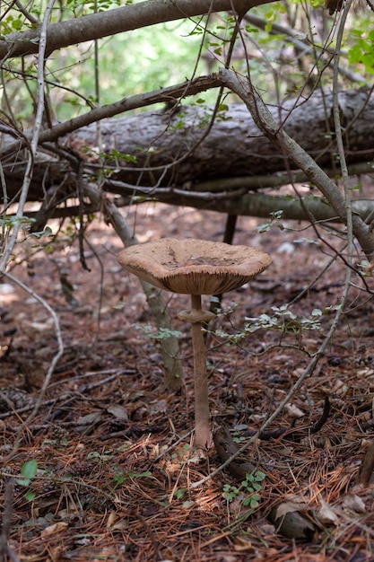 Parapluie champignon parasol géant