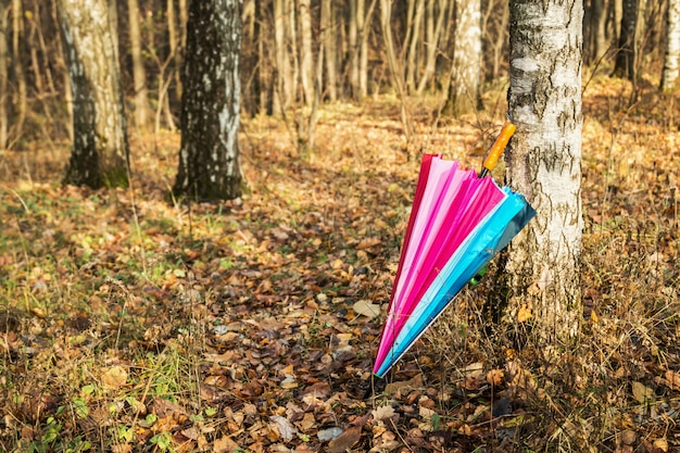 Parapluie coloré dans la forêt de bouleaux automne