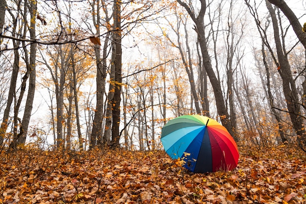 Parapluie coloré sur les feuilles d'automne dans la forêt