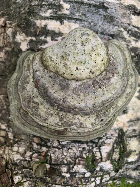 Parasites de champignons Phellinus igniarius poussant sur les arbres en forêt.