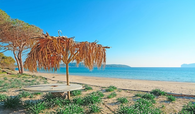 Parasol Palm en plage de Mugoni Sardaigne