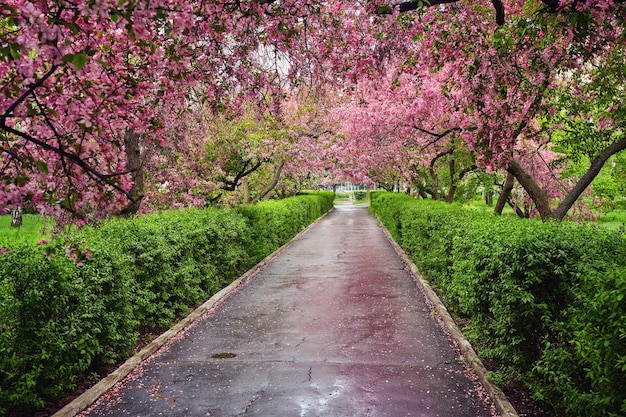 Parc avec allée de pommiers rouges en fleurs