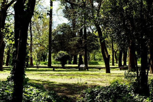 Un parc avec des arbres et de l'herbe par une journée ensoleillée