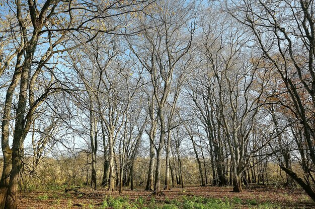 parc d'arrière-plan flou d'automne / papier peint jaune, forêt d'automne, concept de paysage saisonnier, branches d'arbres, feuilles