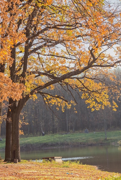 Parc automnal Arbres et feuilles d'automne