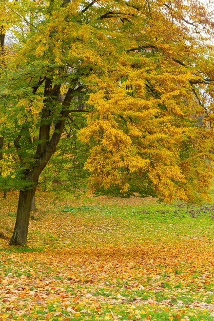 Parc d'automne avec arbre et feuilles jaunes