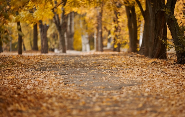 Parc d'automne avec arbres et buissons, feuilles jaunes au sol. Le chemin mène au loin, mise au point sélective