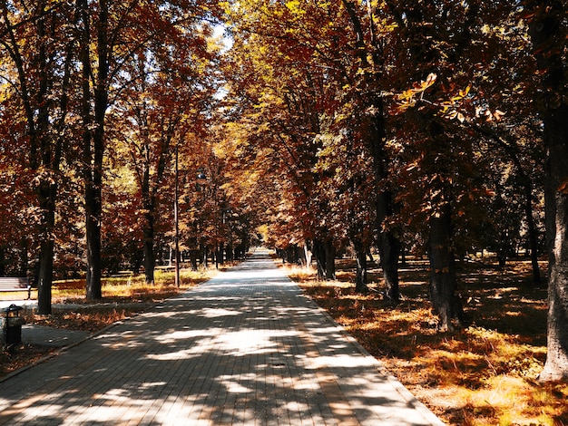 Parc d'automne, arbres jaunes et chemin