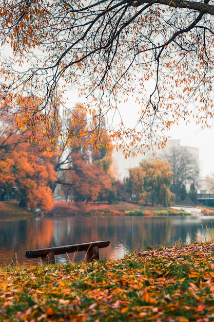 Parc d'automne coloré. Arbres d'automne avec des feuilles jaunes dans le parc en automne. Belgorod. Russie.