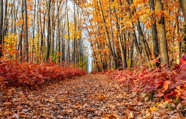 Parc d'automne coloré bois rouges et oranges