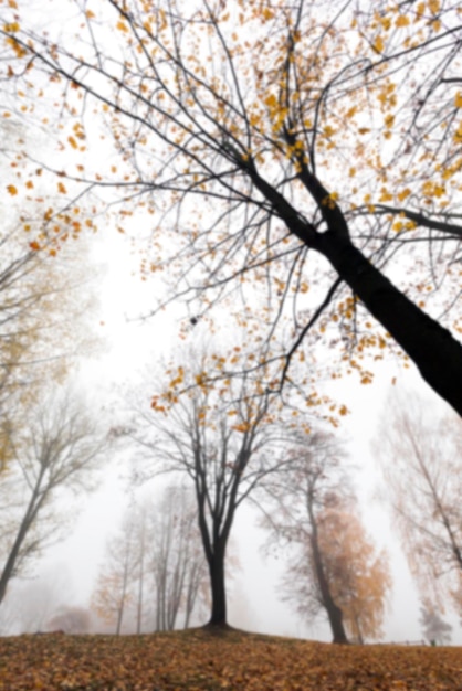 Parc d'automne couvert