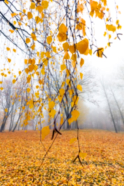 Parc d'automne couvert