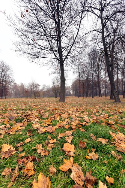 Parc d'automne couvert