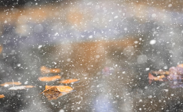 Photo parc d'automne dans la première neige