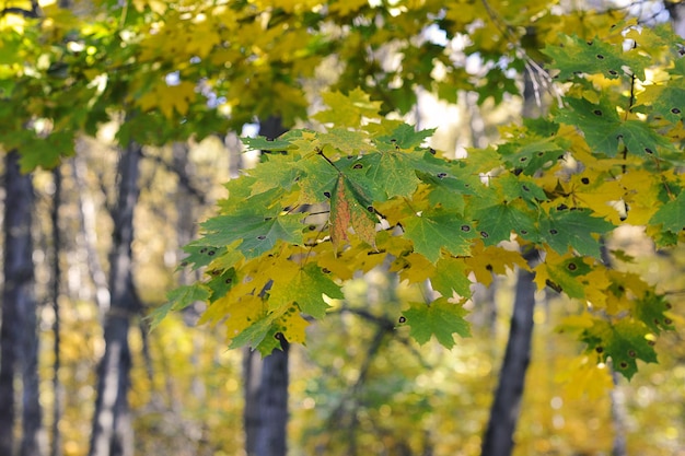 Parc d'automne - feuilles d'érable couleur verte et jaune