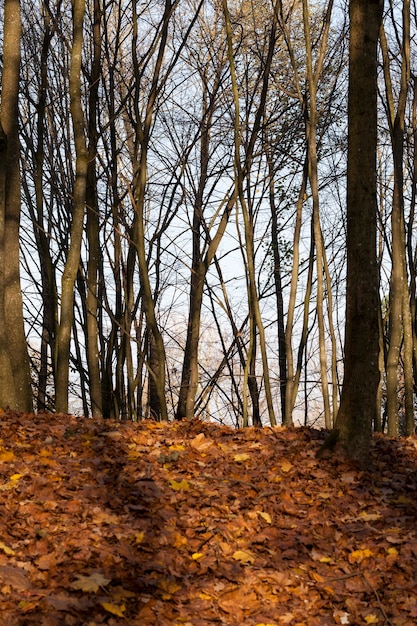 Parc d'automne avec des feuilles mortes d'arbres à feuilles caduques, paysage d'automne par temps ensoleillé