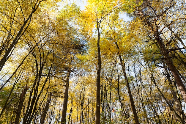 Parc d'automne avec des feuilles mortes