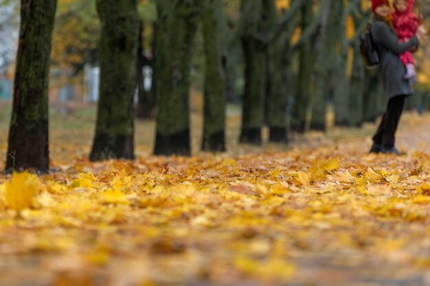 Parc d'automne avec des feuilles tombées jaunes. Balade dans le parc en automne. Arrière-plan flou