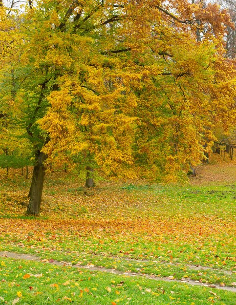 Parc d'automne avec de l'herbe verte, des arbres et des feuilles jaunes