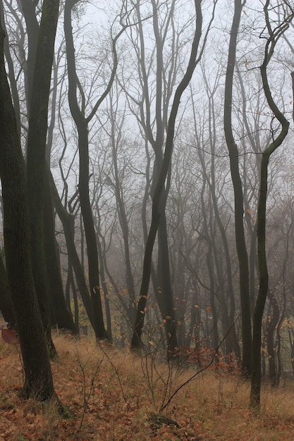 Parc d'automne mystique et brumeux