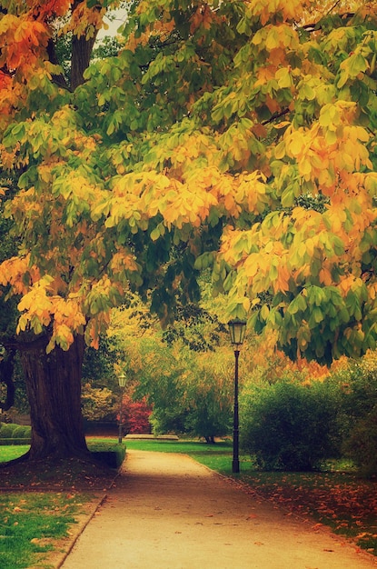 Parc d'automne avec orangers et allée vide fond saisonnier naturel