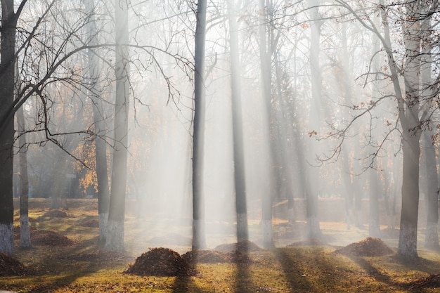 Parc d'automne où les feuilles sont brûlées. Pollution aux hydrocarbures