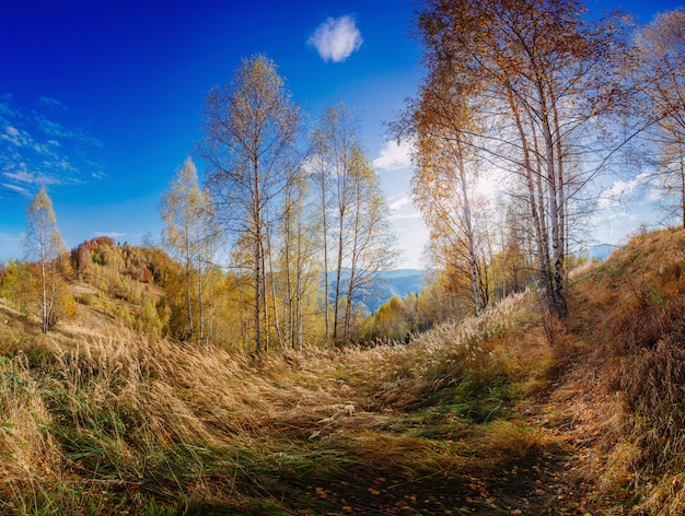 Parc automne paysage