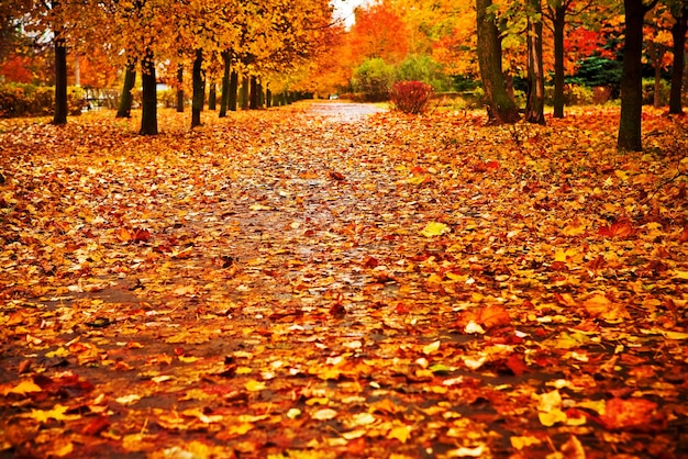 Parc d'automne rouge