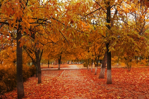 parc d&#39;automne