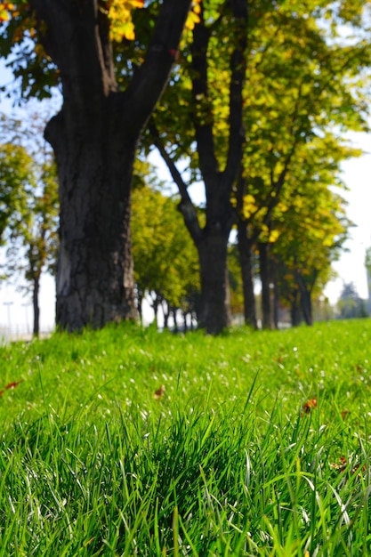 parc d&#39;automne