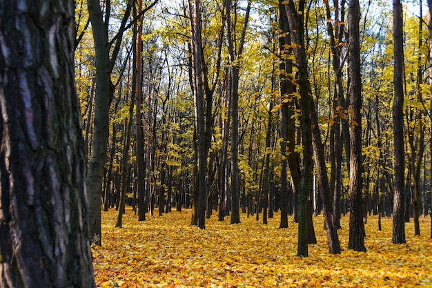 Parc d&#39;automne