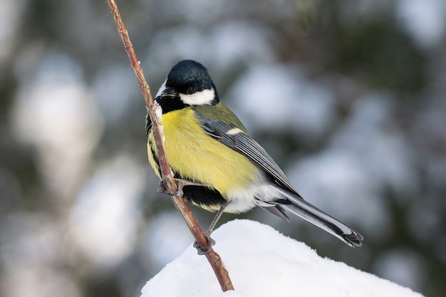 Le parc aux oiseaux en hiver