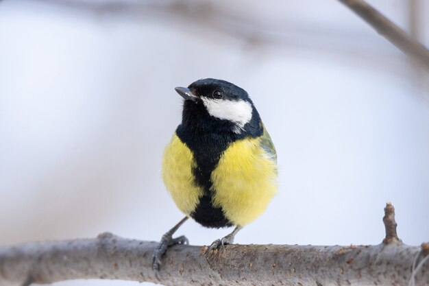 Le parc aux oiseaux en hiver