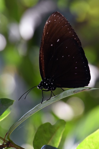 Parc aux papillons à Bali, Indonésie.