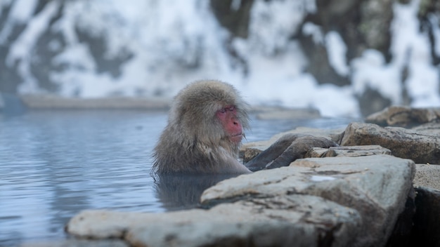 Le parc aux singes de Jigokudani offre aux visiteurs l'expérience de voir des singes des neiges japonais sauvages se baigner dans une source chaude naturelle. Un bassin artificiel d'eau chaude autour duquel se rassemblent les macaques en hiver.