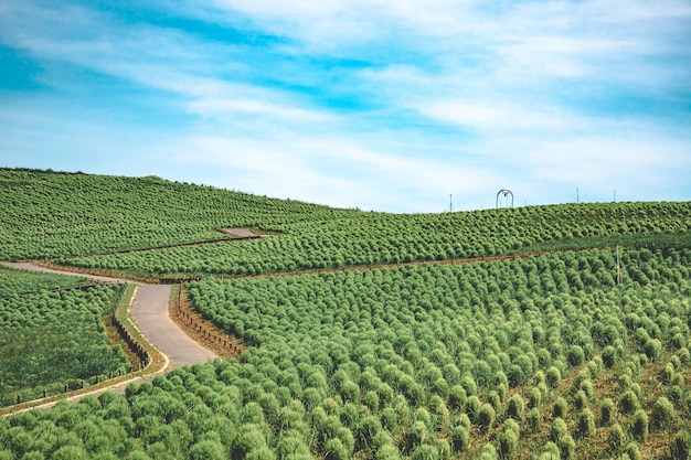 Photo le parc balnéaire d'hitachi - ibaraki - japon