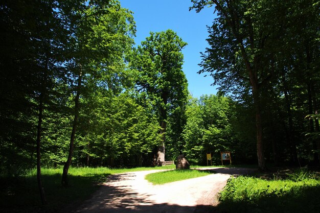 Photo le parc belovezhskaya pushcha dans le pays de biélorussie