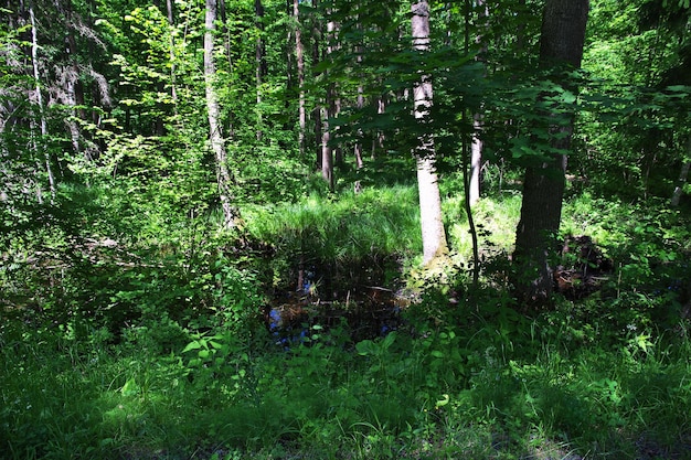 Le parc Belovezhskaya Pushcha dans le pays de Biélorussie