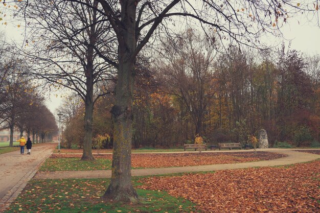 parc brumeux d'automne dans la ville d'ingolstadt