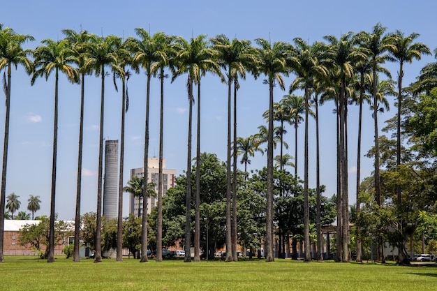 Parc Burle Marx Parque da Cidade à Sao Jose dos Campos Brésil grands et beaux palmiers