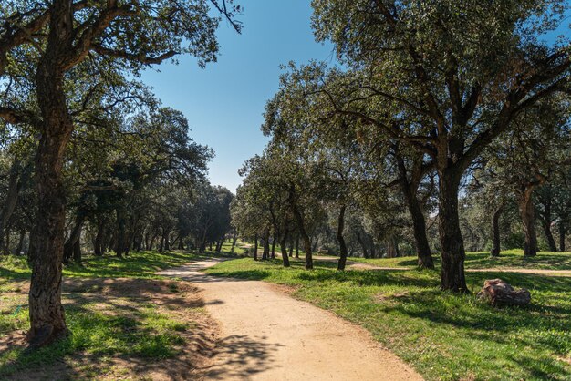 Parc de chênes par une journée ensoleillée