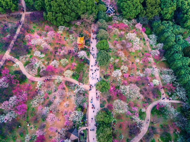 Parc Chidorigafuchi avec sakura en pleine floraison à Tokyo au Japon