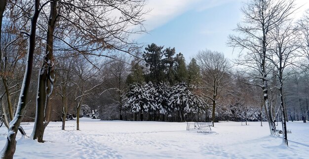 Parc couvert de neige dans la forêt avec vue sur le ciel