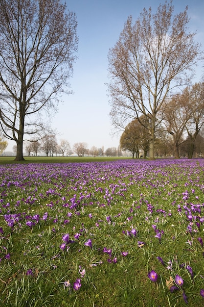 Parc avec crocus en fleurs, Düsseldorf, Allemagne