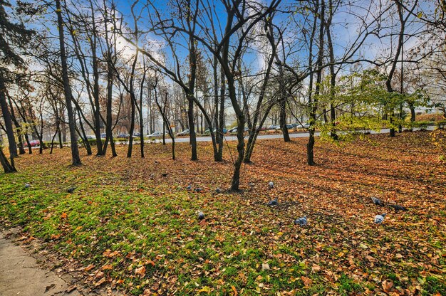 Parc dans la ville de Klodzko en Pologne