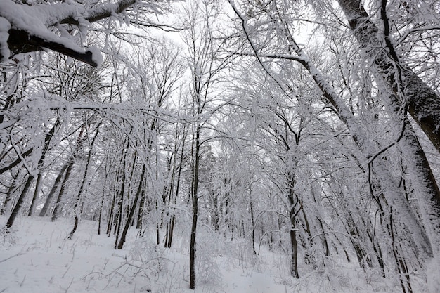 Un parc avec différents arbres en hiver, les arbres du parc sont recouverts de neige, il peut y avoir des traces de personnes sur la neige