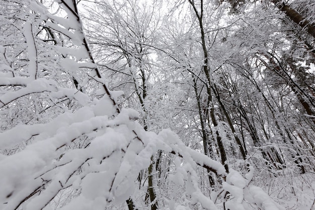 Un parc avec différents arbres en hiver