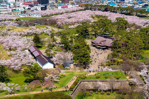 Le parc du fort étoilé de Goryokaku au printemps, la fleur de cerisier, les fleurs de sakura à Hakodate, dans l'Hokkaido, au Japon.