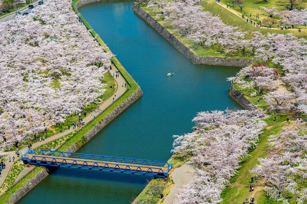 Le parc du fort étoilé de Goryokaku au printemps, la fleur de cerisier, les fleurs de sakura à Hakodate, dans l'Hokkaido, au Japon.