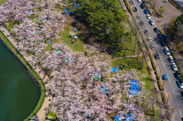 Le parc du fort étoilé de Goryokaku au printemps, la fleur de cerisier, les fleurs de sakura à Hakodate, dans l'Hokkaido, au Japon.